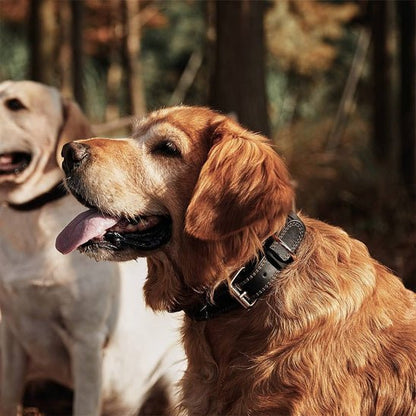 Collier chien | Cuir Véritable - Jamais sans mon chien
