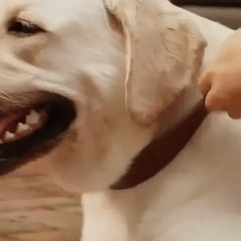 Collier chien | Cuir Véritable - Jamais sans mon chien