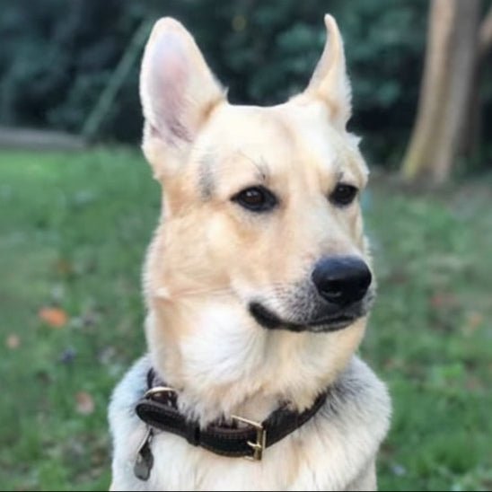 Collier chien | Cuir Véritable - Jamais sans mon chien