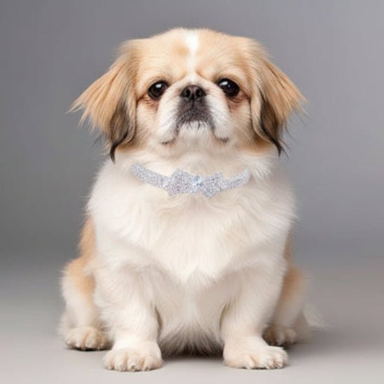 Collier chien | The Great Gatsby - Jamais sans mon chien