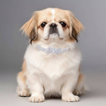 Collier chien | The Great Gatsby - Jamais sans mon chien