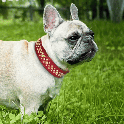 Collier chien | Studs - Jamais sans mon chien
