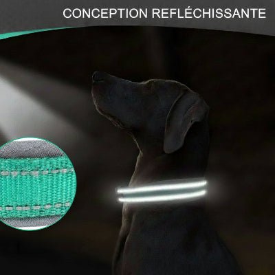 Collier pour Chien | Robuste & Confortable - Jamais sans mon chien
