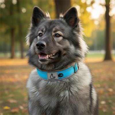 Collier pour Chien | Robuste & Confortable - Jamais sans mon chien