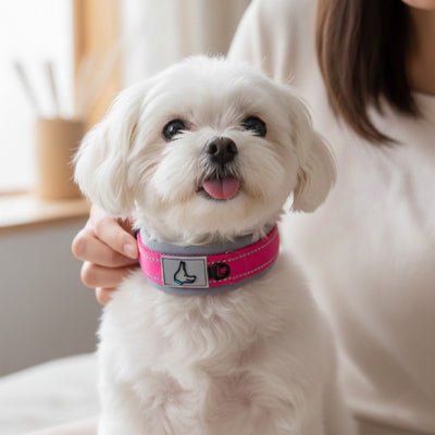 Collier pour Chien | Robuste & Confortable - Jamais sans mon chien