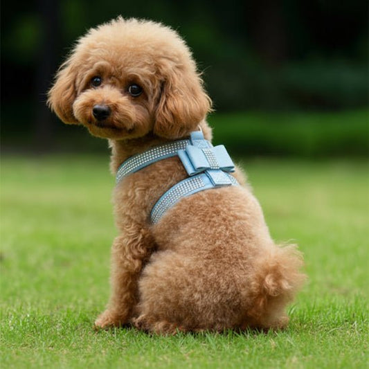 Harnais Chien | Bijou pour Toutou - Jamais sans mon chien