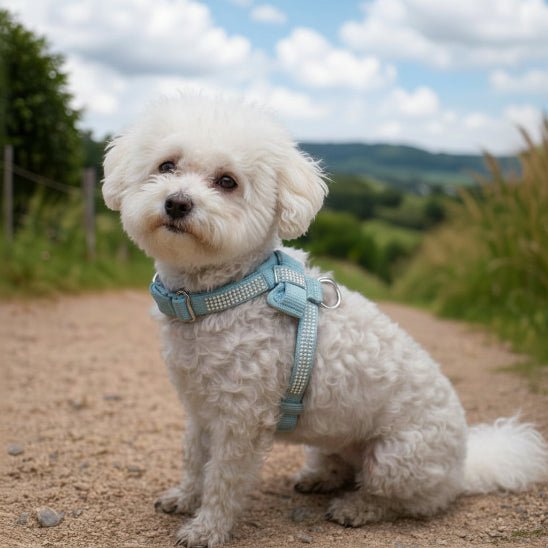 Harnais Chien | Bijou pour Toutou - Jamais sans mon chien