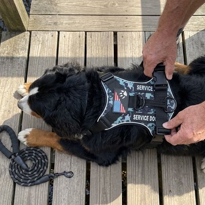 Harnais chien | Confort Anti Traction -  Vert camo - Sangle ajustable