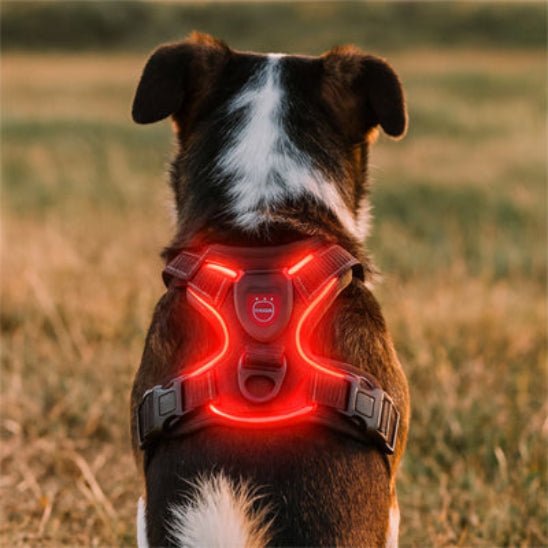 Harnais chien | Lumineux - Jamais sans mon chien