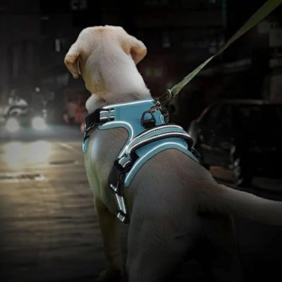Harnais chien | Le Confort Mesh - Jamais sans mon chien