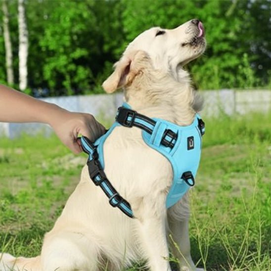 Harnais chien | Le Confort Mesh - Jamais sans mon chien
