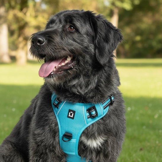 Harnais chien | Le Confort Mesh - Jamais sans mon chien
