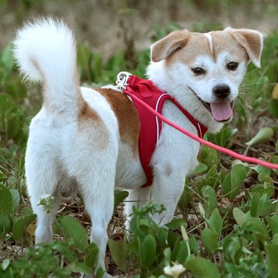Harnais Chiot | Tom Sawer - Rouge-petit chien