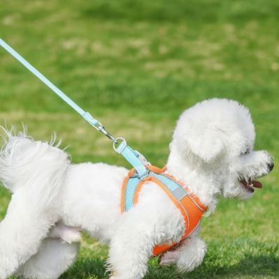Harnais Chiot | Puppynette- Orange et Bleu- Caniche