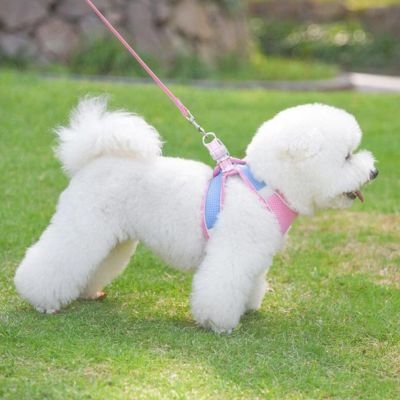 Harnais Chiot | Puppynette- Rose et Bleu - Caniche-2