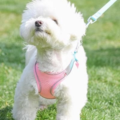 Harnais Chiot | Puppynette-Rose et Bleu- Caniche-3
