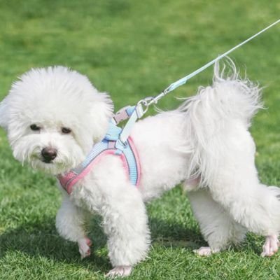 Harnais Chiot | Puppynette- Rose et Bleu - Caniche