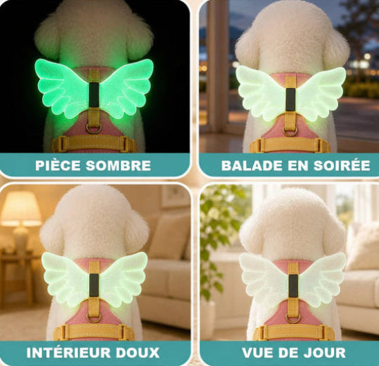 Harnais petit chien | Un Ange la Nuit-Ailes-sous-différentes-lumieres