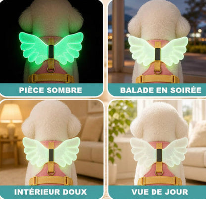 Harnais petit chien | Un Ange la Nuit-Ailes-sous-différentes-lumieres