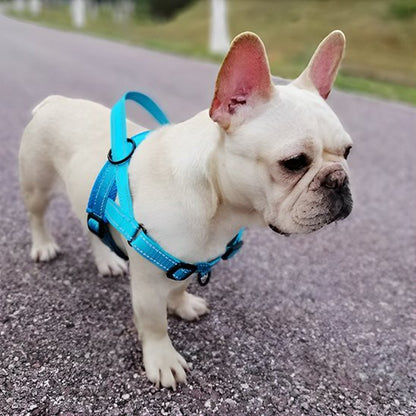 Harnais pour chien | Nylon en T - Jamais sans mon chien
