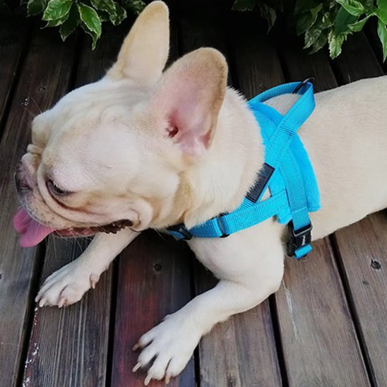 Harnais pour chien | Nylon en T - Jamais sans mon chien