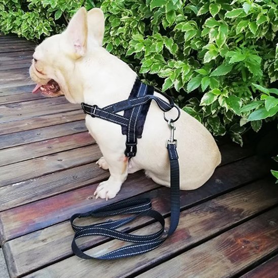 Harnais pour chien | Nylon en T - Jamais sans mon chien