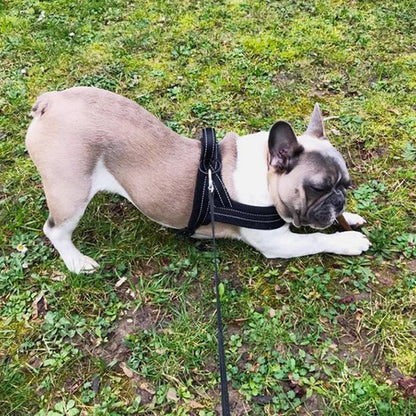 Harnais pour chien | Nylon en T - Jamais sans mon chien