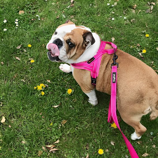 Harnais pour chien | Nylon en T - Jamais sans mon chien