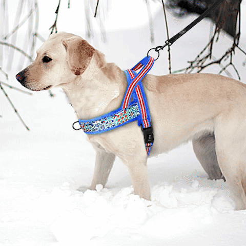 Harnais pour Chien | Nylon en T