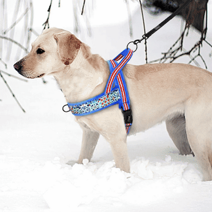Harnais pour Chien | Nylon en T