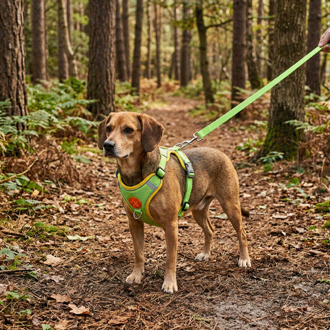 Harnais pour Chien | Anti-Traction Douillet 2