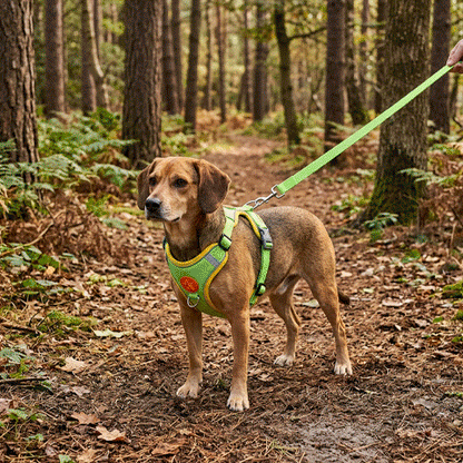 Harnais pour Chien | Anti-Traction Douillet 2