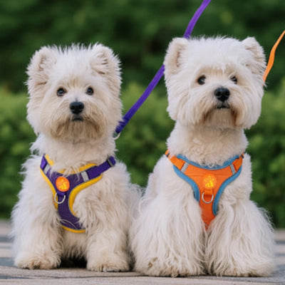 Harnais pour Chien | Anti-Traction Douillet 2- Violet et Orange- Westies