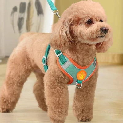 Harnais pour Chien | Anti-Traction Douillet -Cyan- Caniche roux