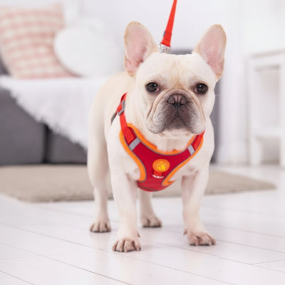 Harnais pour Chien | Anti-Traction Douillet -Rouge- Bouledogue