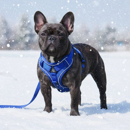 Harnais pour chien | My Good Boy - Jamais sans mon chien