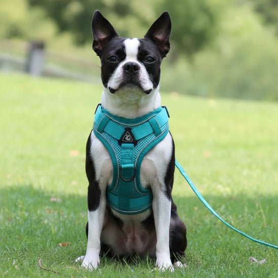 Harnais pour chien | Good Girl - Jamais sans mon chien