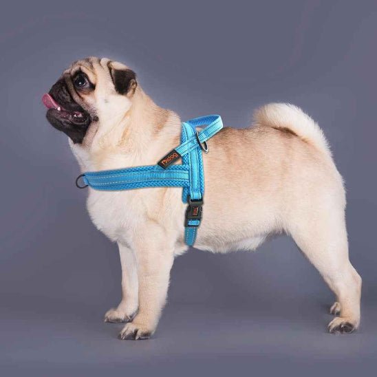 Harnais pour chien | Nylon en T - Jamais sans mon chien