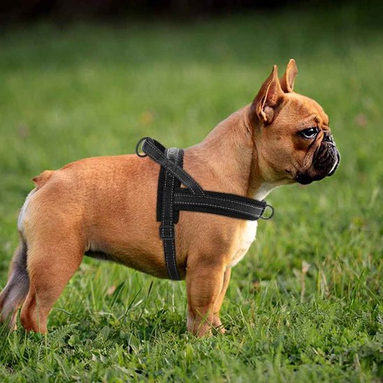 Harnais pour chien | Nylon en T - Jamais sans mon chien