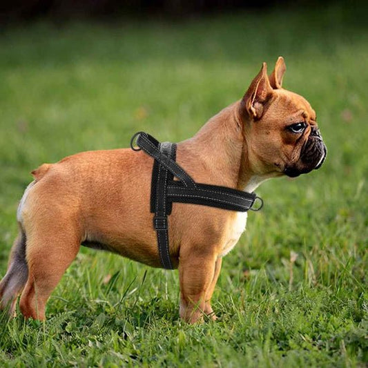 Harnais pour chien | Nylon en T - Jamais sans mon chien