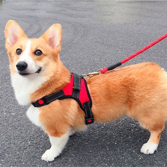 Harnais pour chien | Promenade - Jamais sans mon chien