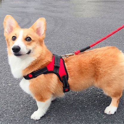 Harnais pour chien | Promenade - Jamais sans mon chien