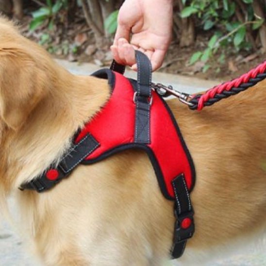 Harnais pour chien | Promenade - Jamais sans mon chien
