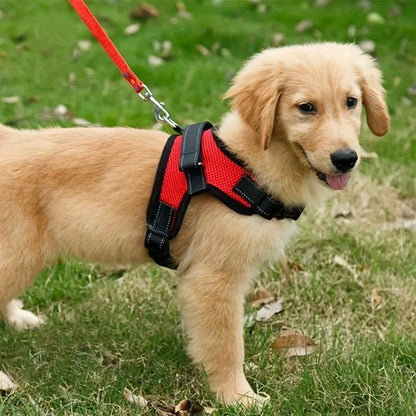 Harnais pour chien | Promenade - Jamais sans mon chien