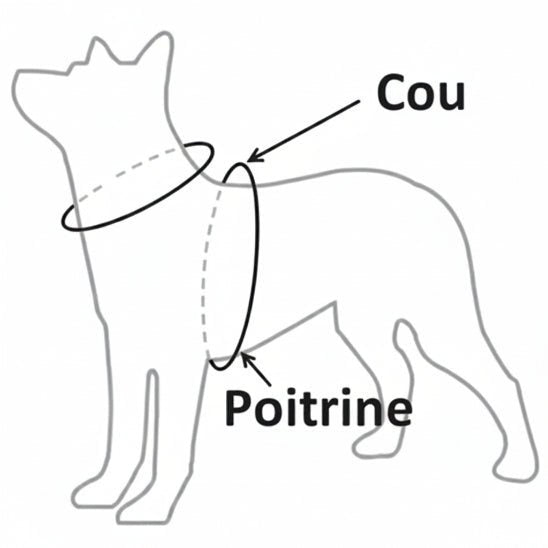 Harnais pour petit Chien | Bretelles - Jamais sans mon chien