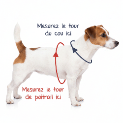 Harnais pour chien | Nylon en T - Jamais sans mon chien