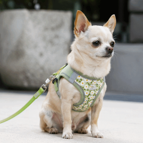 Harnais pour chien | Floralies