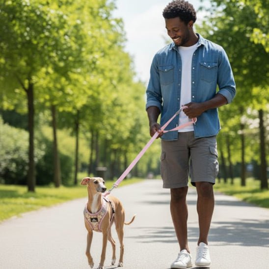 Harnais pour petit chien | Camisole - Jamais sans mon chien