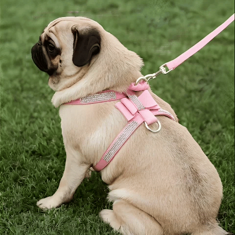 Harnais Chien | Bijou pour Toutou - Jamais sans mon chien