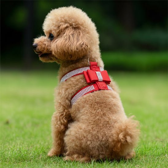 Harnais Chien | Bijou pour Toutou - Jamais sans mon chien